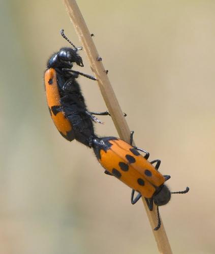 Réf. 236 169 : Mylabris quadripunctata